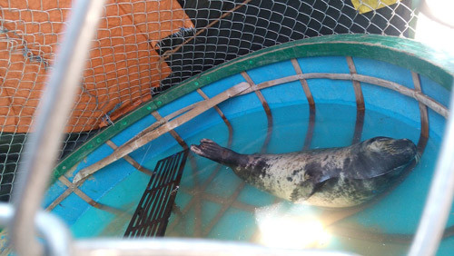 Quảng Nam: Bàn giao hải cẩu quý hiếm cho Viện Hải dương học nghiên cứu - 1