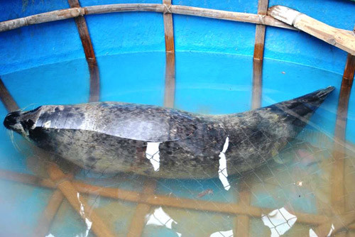 Quảng Nam: Bàn giao hải cẩu quý hiếm cho Viện Hải dương học nghiên cứu - 2