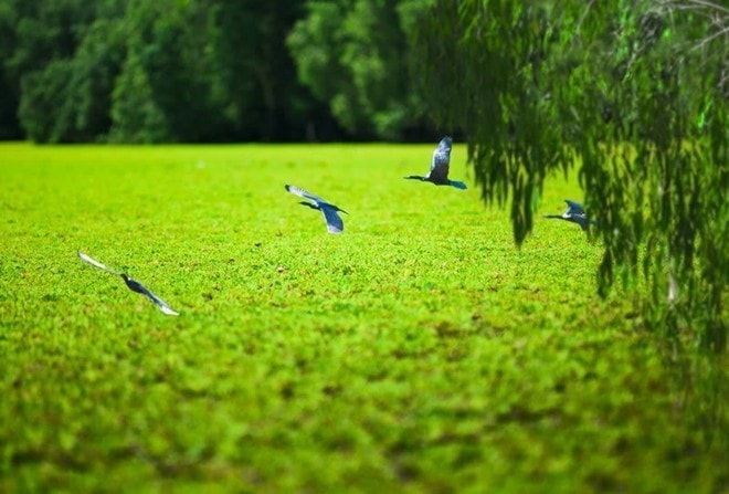 rừng tràm trà sư