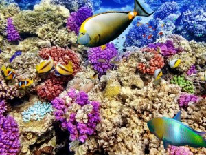 rặng san hô