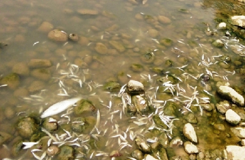 Cá chết trên sông Âm