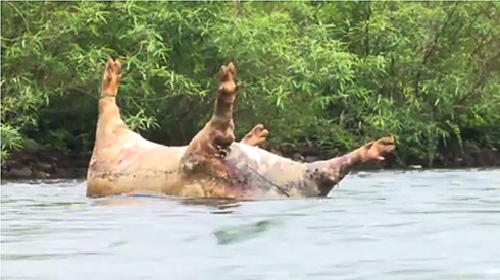 Lợn chết trôi sông tại Bắc Kan