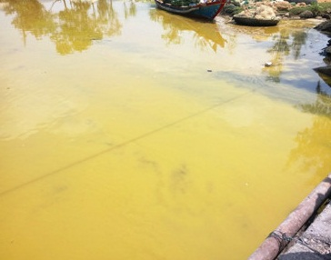 dải nước màu vàng xuất hiện tại Thừa Thiên Huể1