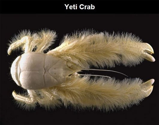 yeti-crab