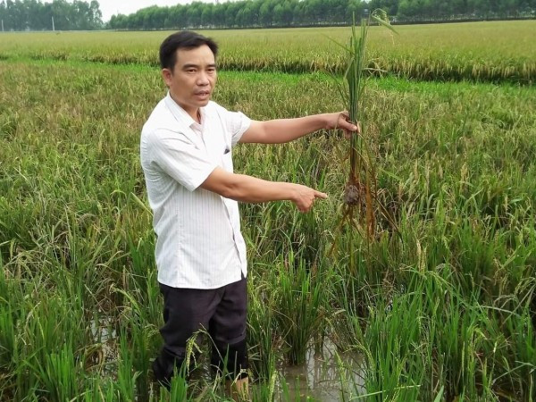 Gốc lúa chết thối nghi nhiễm nước thải bẩn từ nhà máy xử lý nước thải KCN Qaang Châu