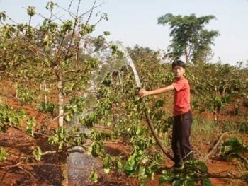 Hạn hán đe dọa mất mùa cà phê