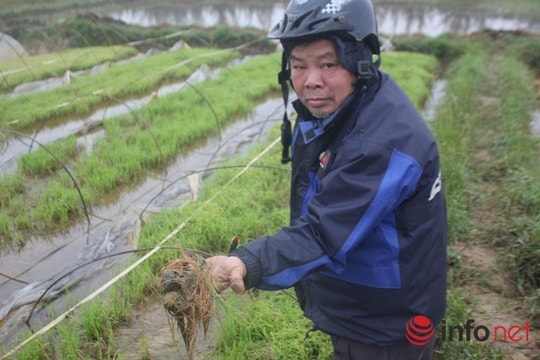 Nông dân xót xa trước hàng ngàn ha lúa mạ chết rét