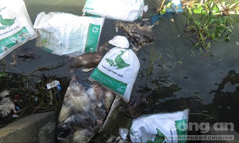 Hàng trăm bao tải bỏ xác vịt chết trôi trên sông Đà Rằng