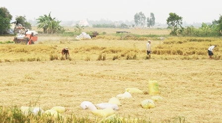 ĐBSCL hạn, mặn khốc liệt – Không chỉ là câu chuyện nước ngọt!