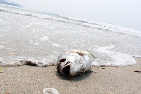 Cá chết dạt tới bờ biển Đà Nẵng, sở TN-MT chưa biết
