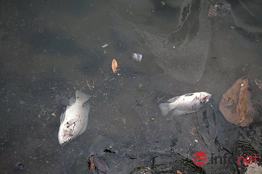 Cá chết lại nổi trên mặt hồ Thiền Quang