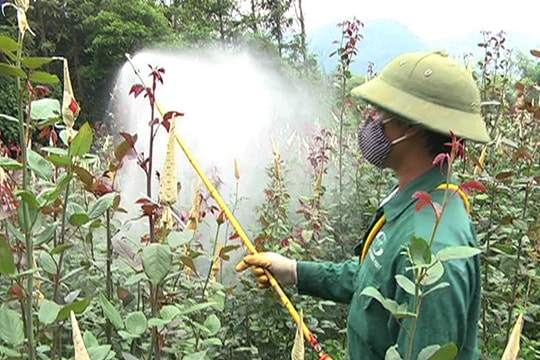 Sa Pa: Ô nhiễm do người dân sử dụng thuốc trừ sâu thiếu trách nhiệm