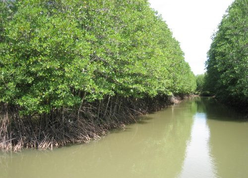 Tăng cường công tác bảo vệ rừng ngập mặn