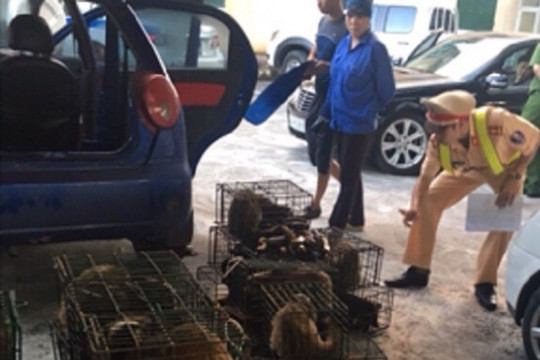 Quảng Ninh: Bắt giữ 2 xe ô tô chở 63 con cầy giông quý hiếm đi tiêu thụ