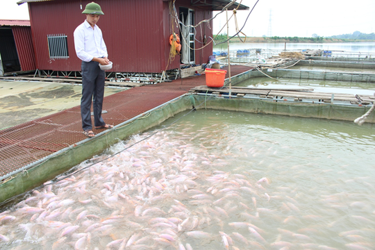 Phú Thọ: Bà con nuôi cá lồng sông Bứa kêu cứu