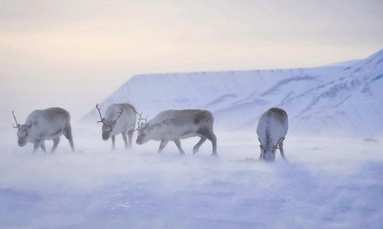 Tuần lộc Bắc Cực còi cọc do biến đổi khí hậu