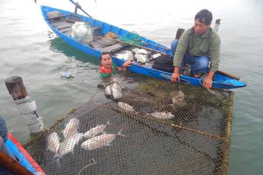 Thừa Thiên- Huế: Cá lồng chết hàng loạt ở đầm nước lợ khiến dân bất an