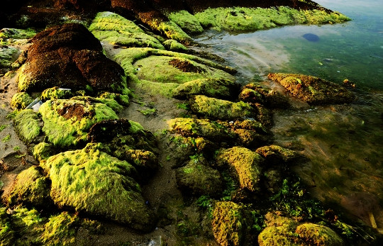 Bình Định: Mùa rêu biển đẹp ngỡ ngàng