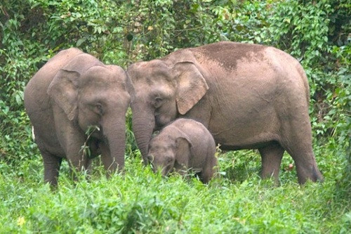 Giảm 95% voi hoang dã ở Việt Nam sau 40 năm