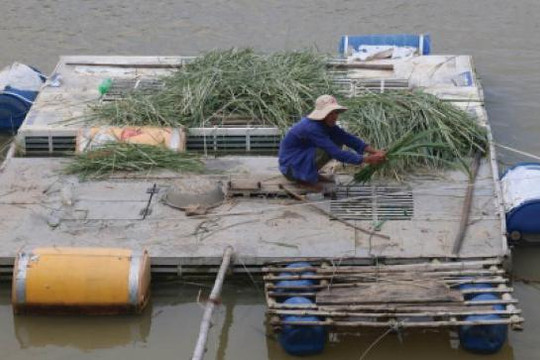 Thừa Thiên Huế: Nuôi cá lồng tiềm ẩn nguy cơ ô nhiễm nguồn nước