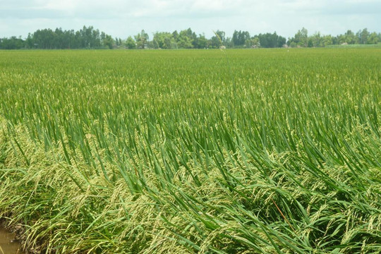 Phát triển nguồn gen lúa mới nhằm ứng phó với biến đổi khí hậu