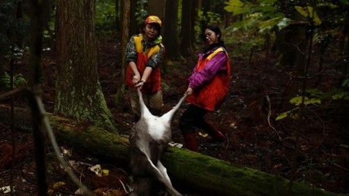 Nhật Bản: Khuyến khích phụ nữ đi săn bắn lợn rừng