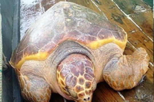 Thanh Hóa: Bắt được rùa vàng hơn 70 kg