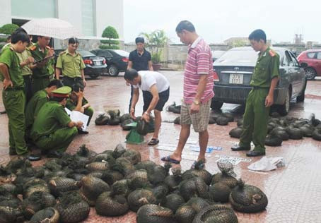 Việt Nam: Thị trường buôn bán động vật hoang dã trái phép vẫn còn sôi động