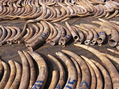 Việt Nam xếp thứ nhất thế giới về phát hiện, bắt giữ ngà voi buôn lậu