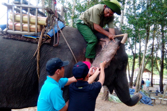 Túng tiền, Zimbabwe bán 35 con voi cho Trung Quốc