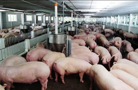 Giá lợn giảm “không phanh”, người dân điêu đứng