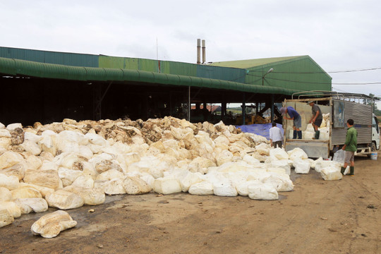 Đắk Nông: Khốn khổ với nhà máy chế biến mủ cao su