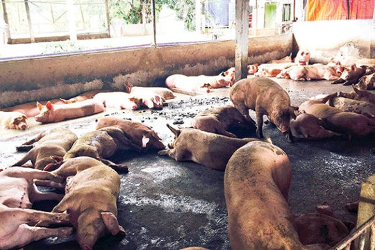 Trại nuôi lợn xả thải ra khu dân cư, bị phạt như thế nào?