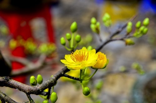 Mai vàng giá chục triệu ‘đổ bộ’ phố Hà Nội