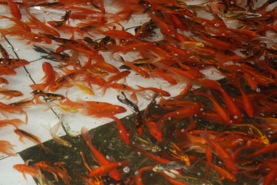 Chùm ảnh: Cá chép đỏ Tân Cổ xứ Thanh nhộn nhịp trước ngày Tết ông Táo