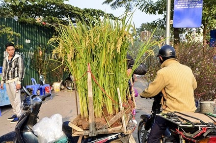 “Lúa cả khóm” hút khách Thủ đô năm con gà