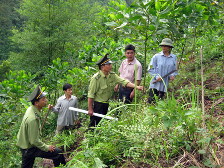 6 giải pháp tăng cường quản lý, bảo vệ và phát triển rừng