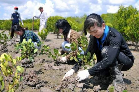 Nam Định trồng bổ sung rừng phòng hộ ven biển