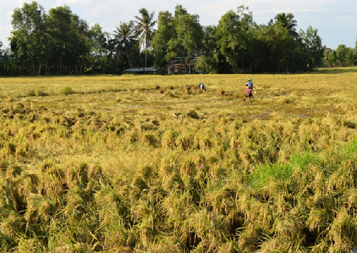 ĐBSCL: Mưa trái mùa, nông nghiệp thiệt hại nặng