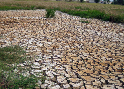 Bạc Liêu: Chủ động phòng chống hạn, xâm nhập mặn trong mùa khô 2017