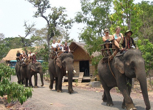 40 con voi nhà ở Đắk Lắk bị vắt kiệt sức chở khách du lịch