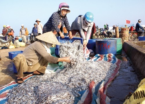 Ngư dân “thắng lớn” mùa cá đầu năm 2017