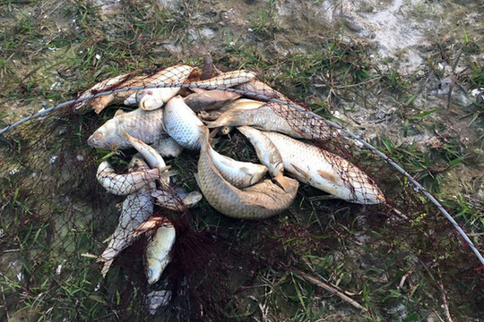Hà Tĩnh: Làm rõ nguyên nhân cá chết rải rác gần khu công nghiệp Vũng Áng