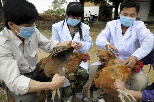 Chặn dịch cúm gia cầm từ Trung Quốc: Cấm hoàn toàn gia cầm qua biên giới