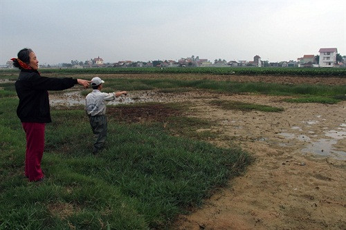 Nghệ An: Ruộng lúa nhiễm mặn không thể canh tác