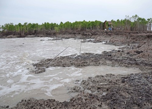 Cà Mau: Cửa biển Hố Gùi sạt lở đe dọa rừng phòng hộ