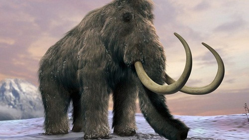 Hồi sinh voi ma mút cách đây 4.000 năm