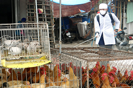 Quảng Ninh: Đẩy mạnh công tác kiểm soát dịch cúm gia cầm A/H7N9