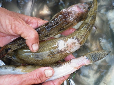 Thừa Thiên – Huế: Nhiều ao đầm cá bị bệnh ghẻ lở