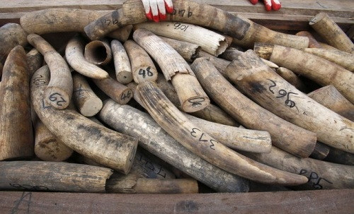 Hà Nội: Tịch thu 350kg ngà voi châu Phi